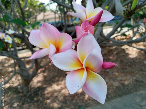 Frangipani flowers7 photo