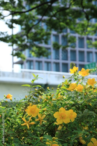 大阪・中之島に咲くハンニチバナ
