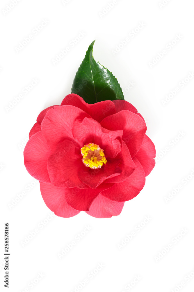 red flower of camellia on a white background red flower of camellia on a white background