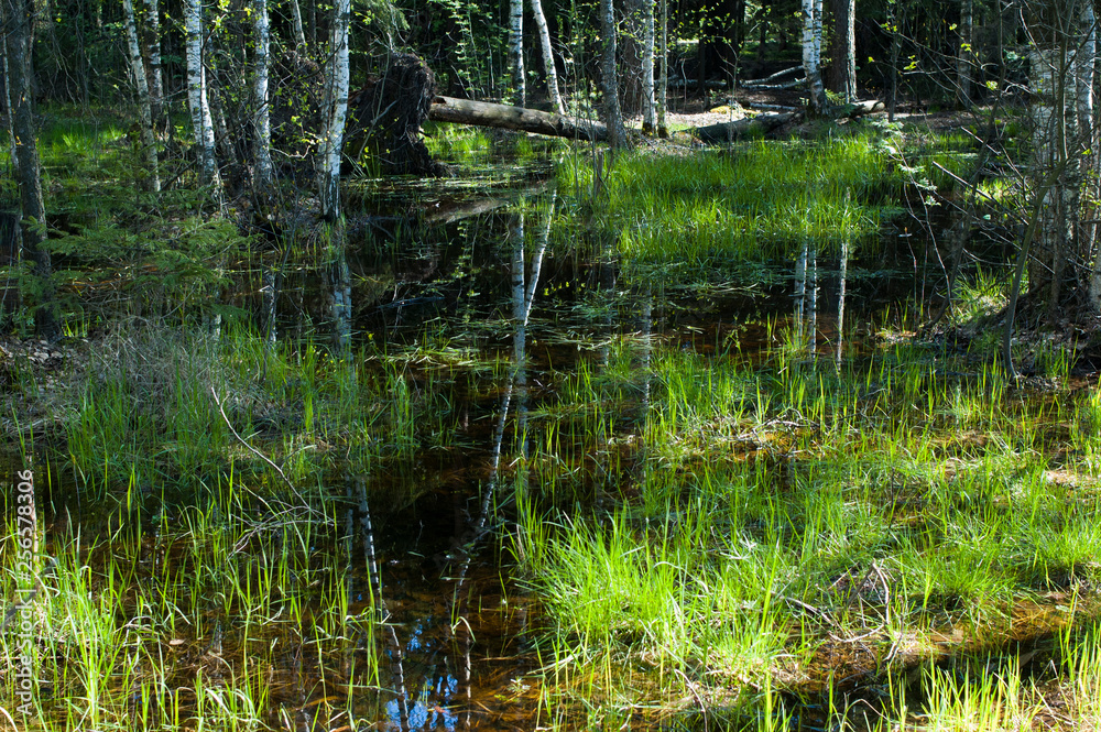 swamp in the spring swamp in the spring