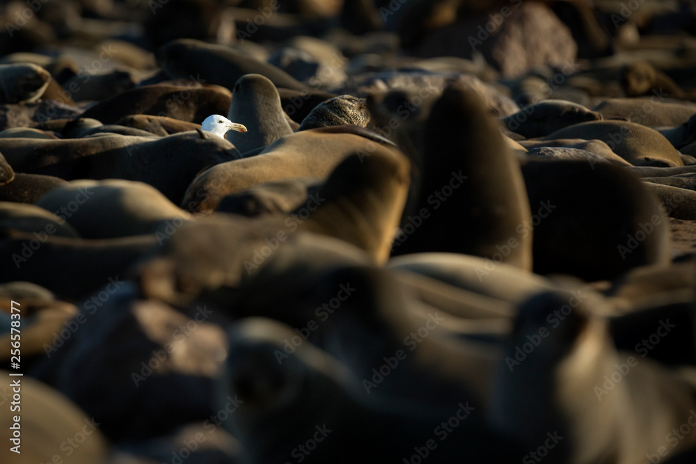 Obraz premium Seagull between fur seals