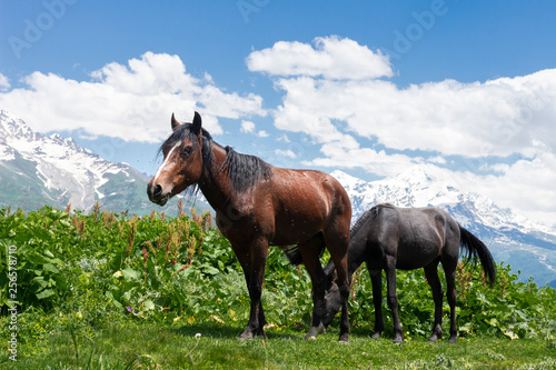 Horses graze in Georgian highlands. Farm horses in a mountain valley eat grass