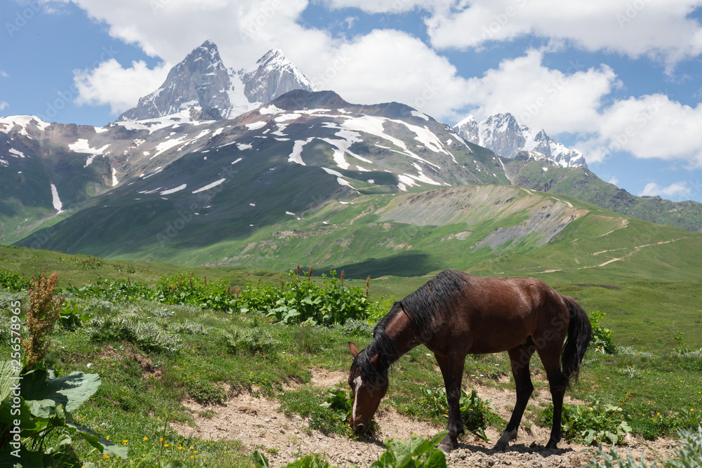 Horse grazing in Caucasus mountains on sunny summer day.