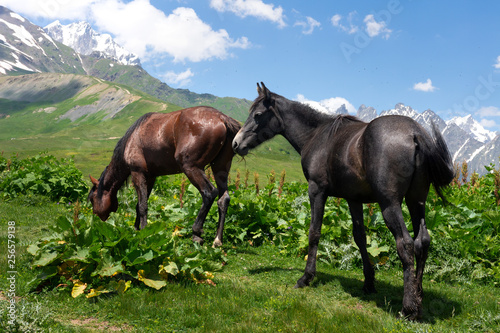 Horses grazing in pasture in the Georgian highlands
