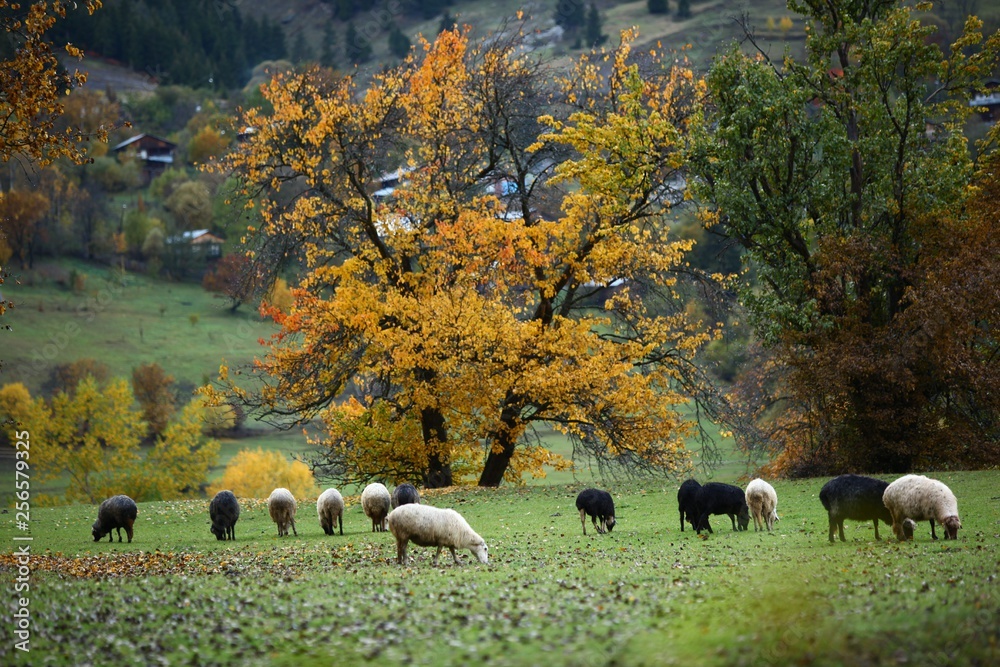 Fototapeta premium Autumn forest nature. Vivid morning in colorful forest with sun rays through branches of trees. Scenery of nature with sunlight.savsat/artvin/turkey