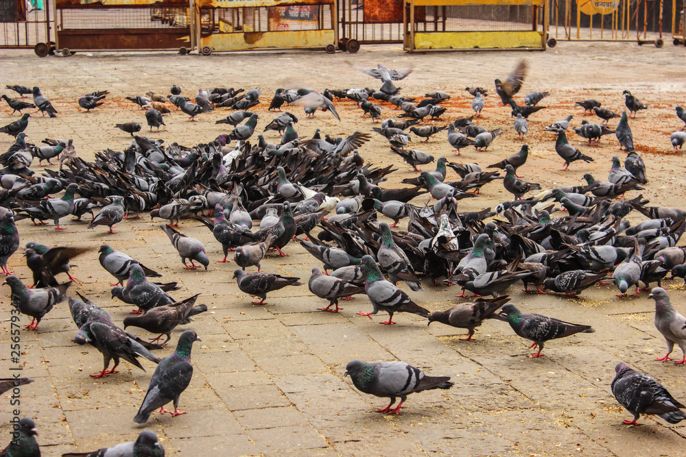 Fototapeta premium A group of pigeons at Gateway of India, Mumbai