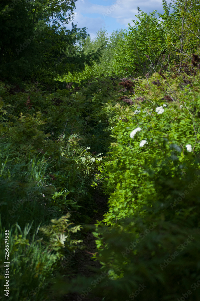 summer forest