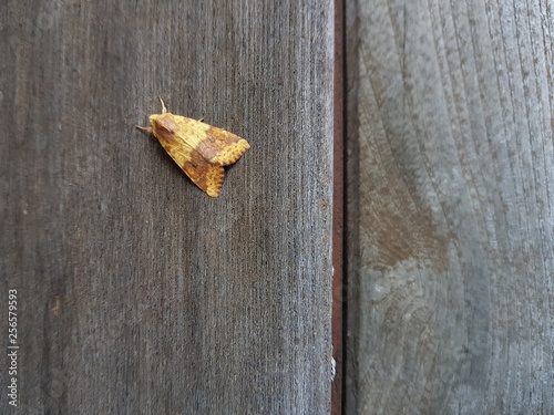 Yellow moth. Galaxy S8.