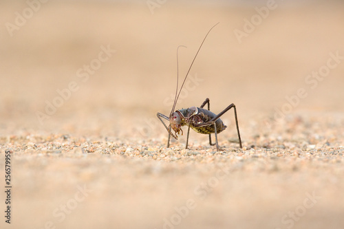 Ground cricket photo