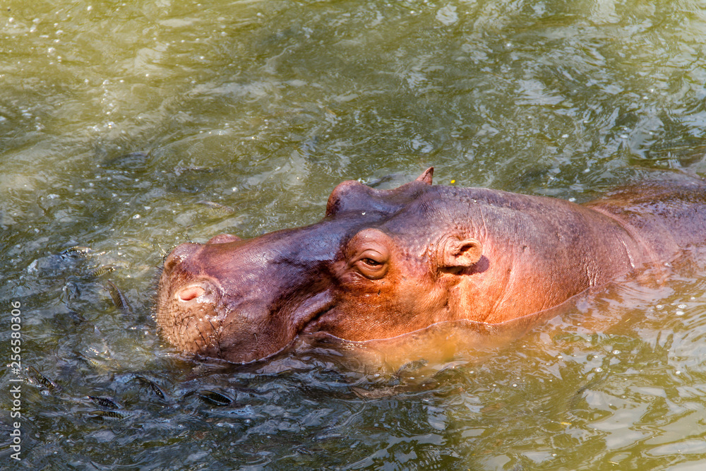 Hippopotamus waiting for feed by human Hippopotamus waiting for feed by human