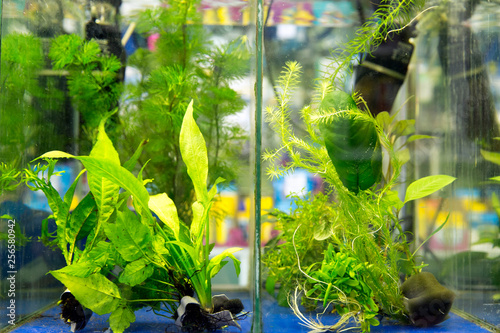 Aquatic algae echinodorus peruensis and vallisneria photo