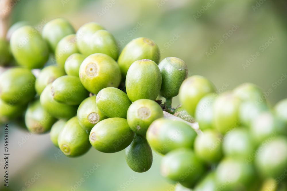 Coffee bean in coffee tree plantation.Fresh green berry of coffee in organic farm. Coffee bean in coffee tree plantation.Fresh green berry of coffee in organic farm.