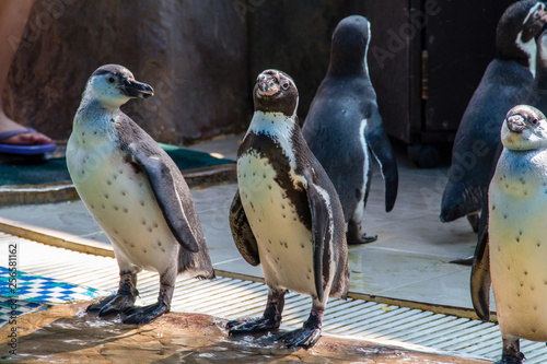 Humboldt penguin (Spheniscus humboldti) standing on ground