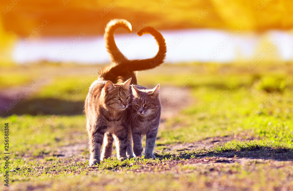 a pair of cute lovers striped cat walking on a Sunny path in a warm spring garden twisting their tails in the heart - obrazy, fototapety, plakaty 