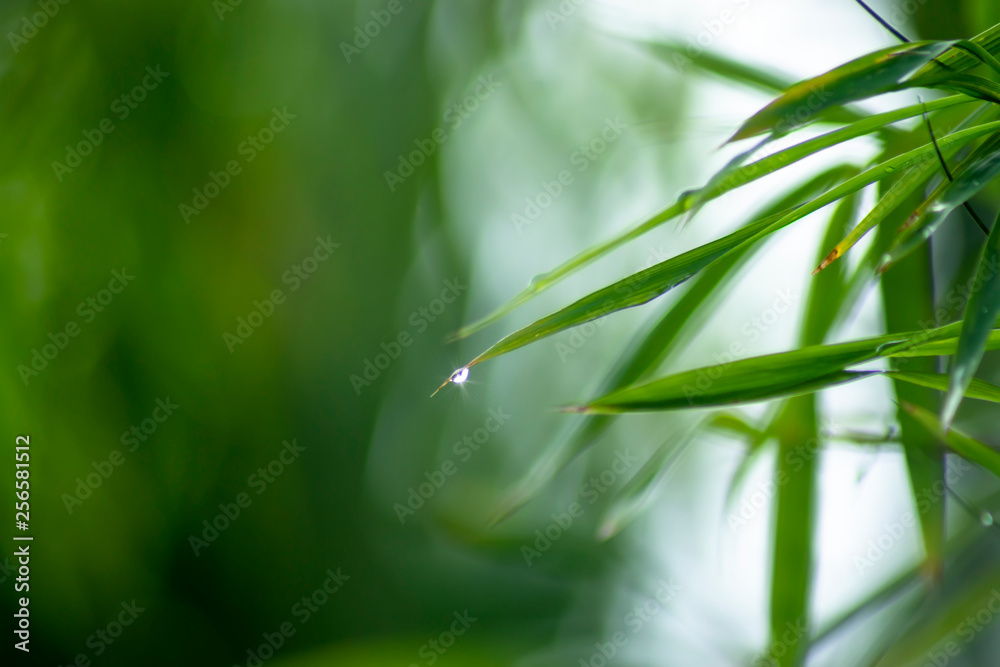 Fresh bamboo leaves with water drop Fresh bamboo leaves with water drop
