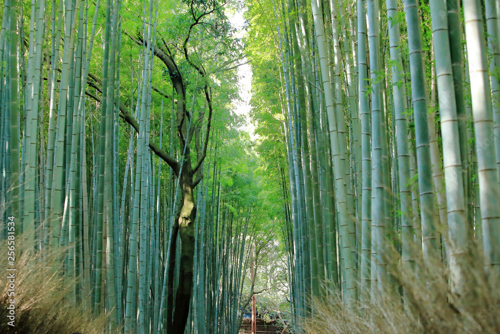 Fototapeta premium 京都嵯峨野の竹林