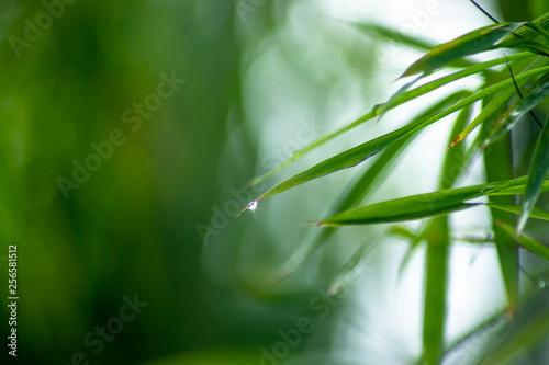 Fresh bamboo leaves with water drop