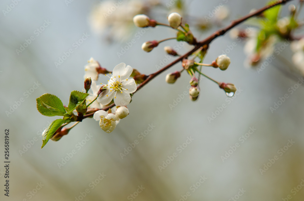 cherry after rain blooming spring cherry after rain blooming spring