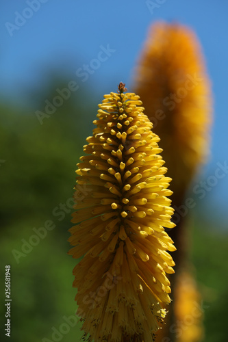 Fackellilie Kniphofia