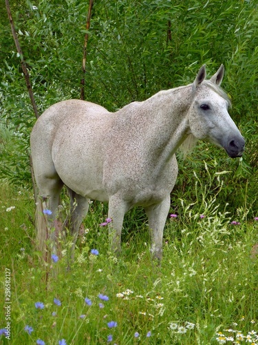 Horse in summer meadow