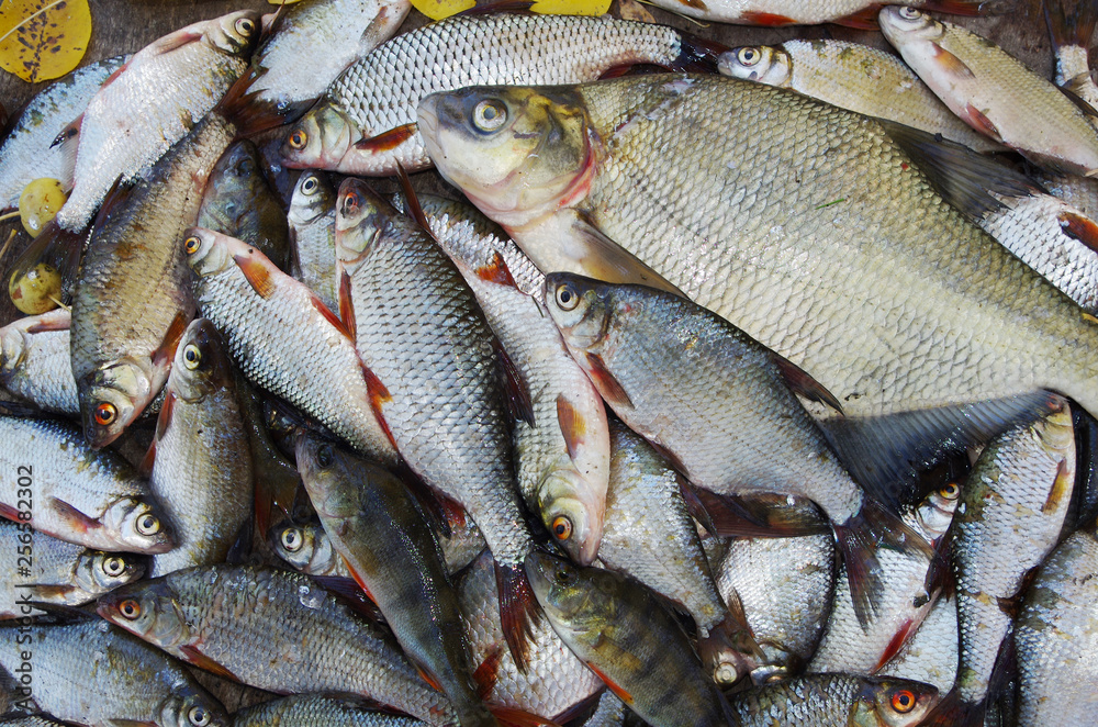 Bream and other fish on the shore. Good catch.