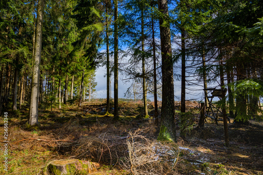 Fototapeta premium Wald