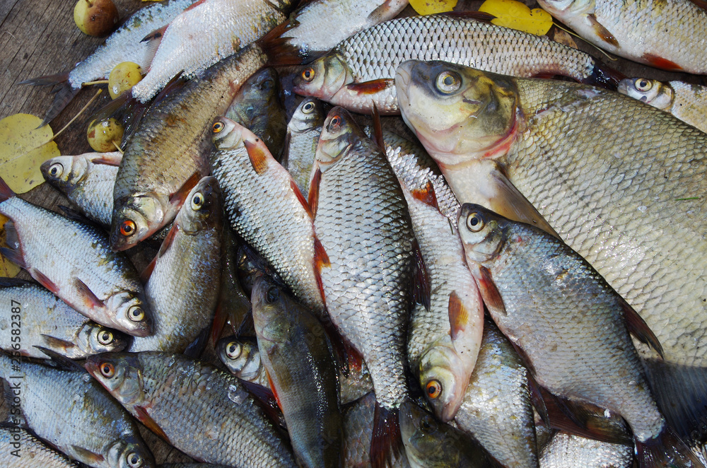Obraz premium Bream and other fish on the shore. Good catch.