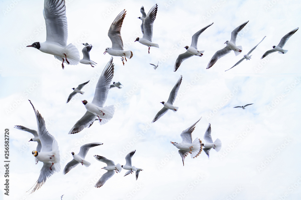 Obraz premium zdjęcia latającej rodziny mewa