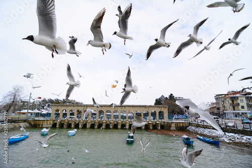 life zones of the gull flock photo