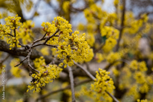 Flowering dogwood trees. yellow flowers
