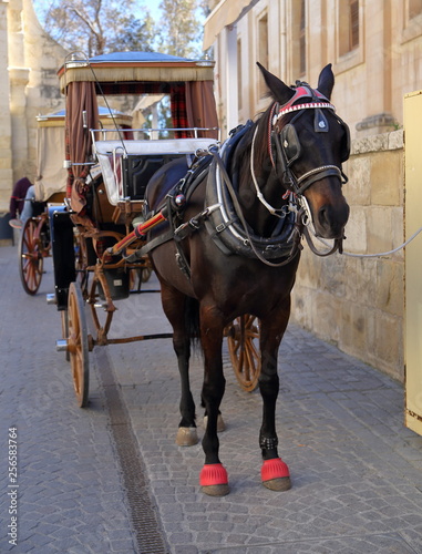 horse and carriage in Valetta city, capital of Malta, on street