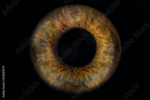 Human blue eye iris. Pupil in macro on black background