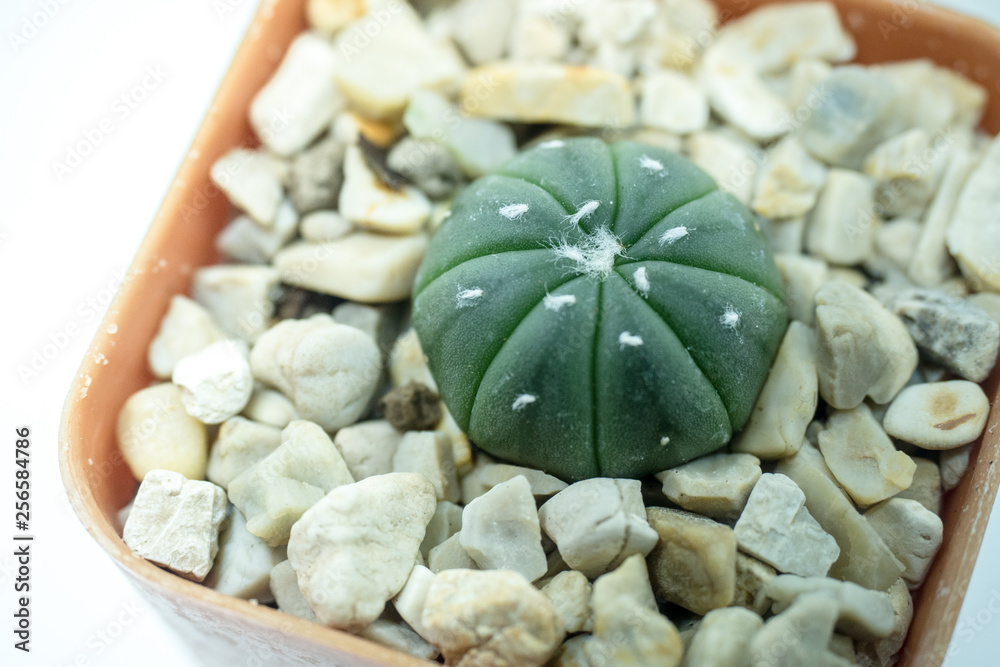 Fototapeta premium Astrophytum cactus in pot on white backgound