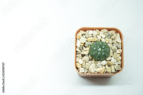 Astrophytum cactus in pot on white backgound