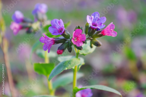 Spring flowers lungwort in the forest. Lungwort photo