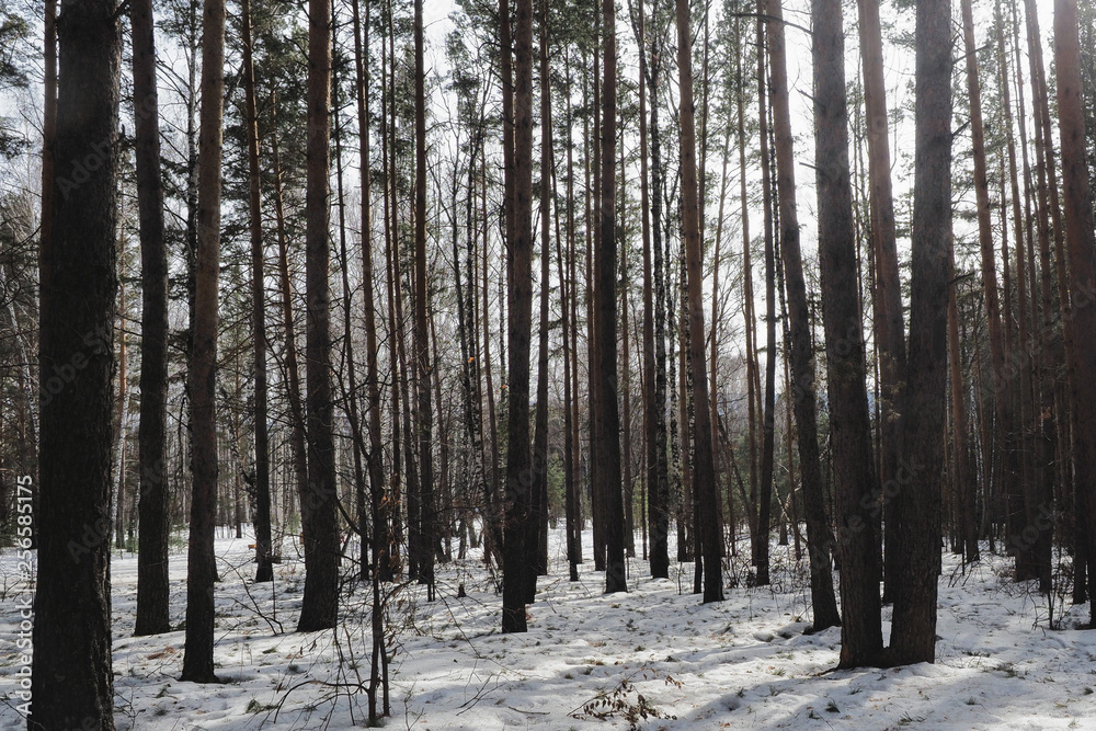 Fototapeta premium winter pine forest