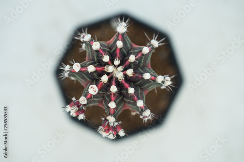 Fototapeta Naklejka Na Ścianę i Meble -  gymnocalycium mihanovichii variegata cactus plant