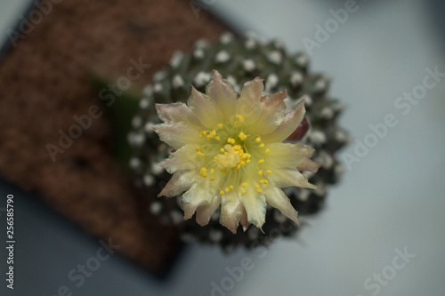 yellow flower blooming on Copiapoa cactus photo