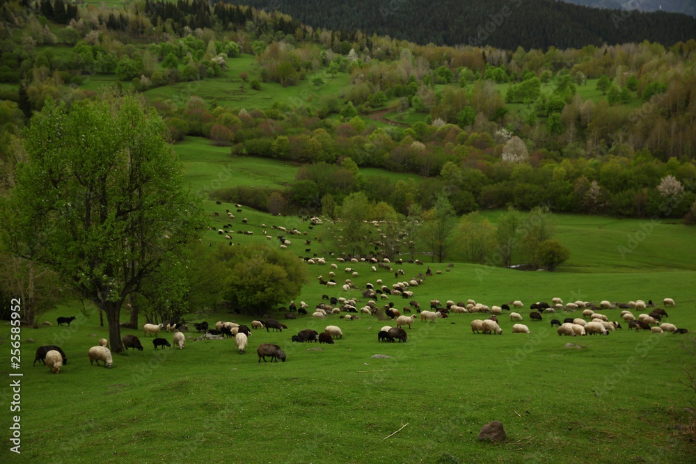 herd of sheep in green meadow. artvin/turkey