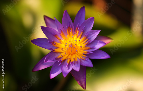 Pink and white lotus flower and green leaves