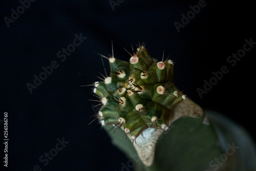 gymnocalycium mihanovichii variegata cactus plant