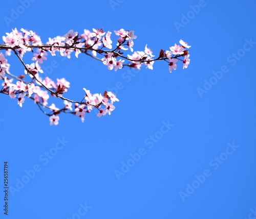 Blütezeit - Baumblüte vor blauen Himmel