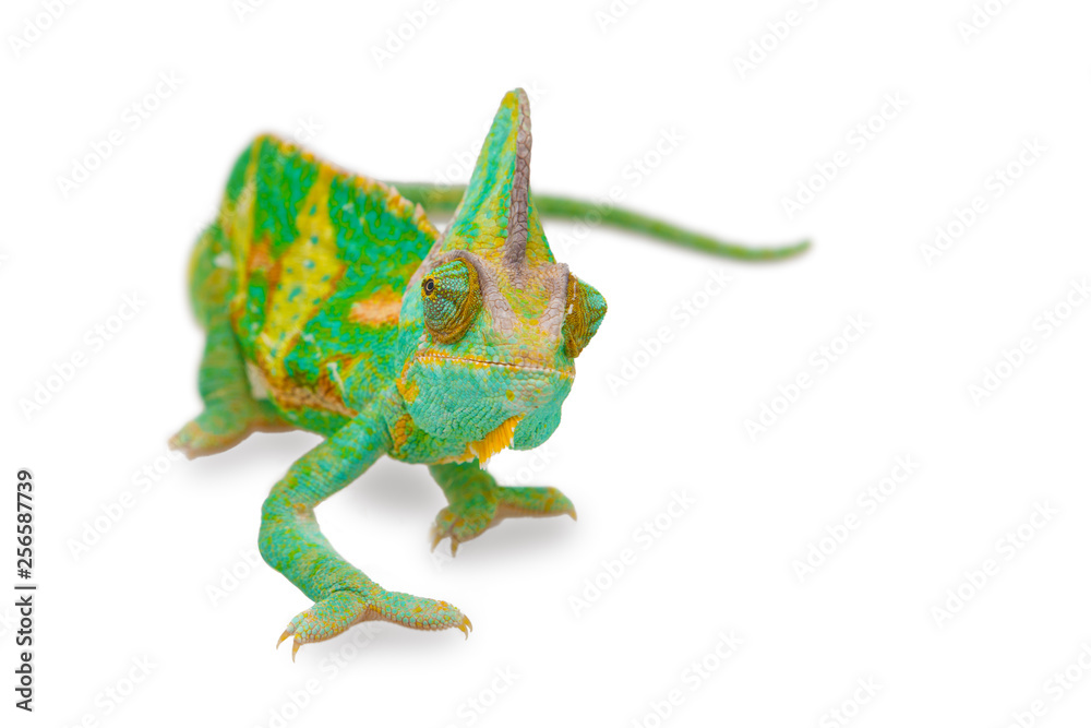 Fototapeta premium close view of a beautiful green colorful chamaeleo calyptratus looking forward. Species also called veiled, cone-head or yemen chameleon.