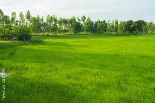 rice field in early season © jethita