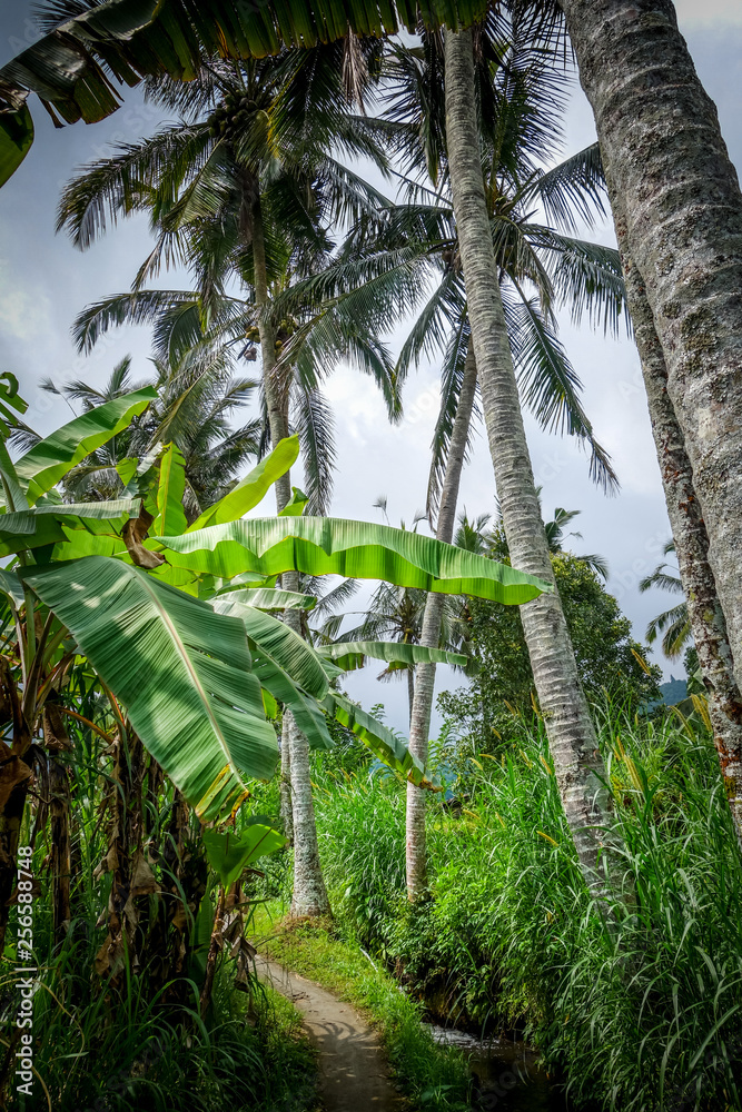 Palm trees in Paddy field, Munduk, Bali, Indonesia