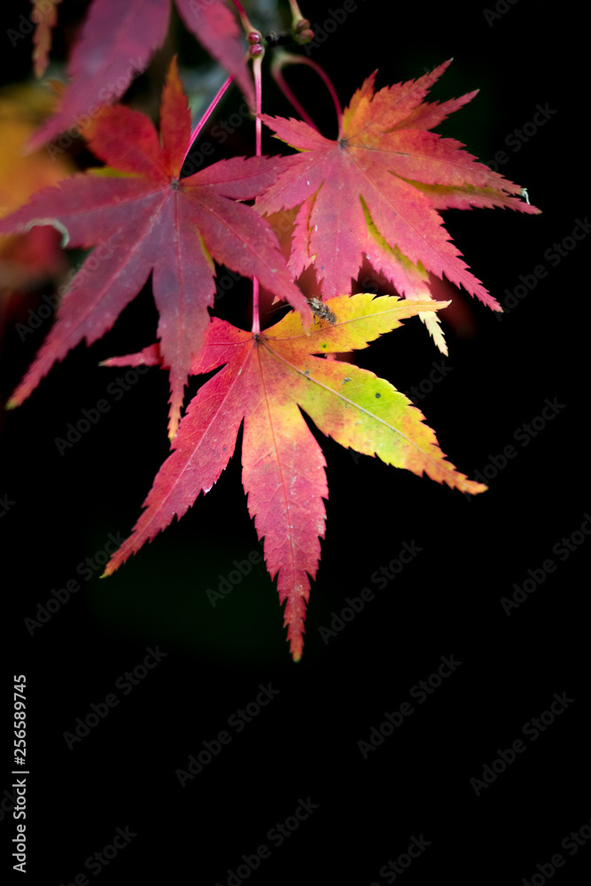 leaves color change Japan autumn season