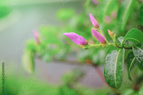 flower in the garden, Rain water on the beautiful purple flowers with green leaves in the garden.