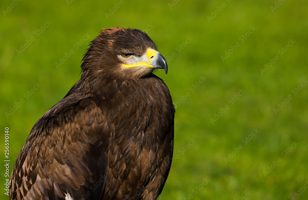 Fototapeta premium Steppe Eagle (aquil nipalensis)