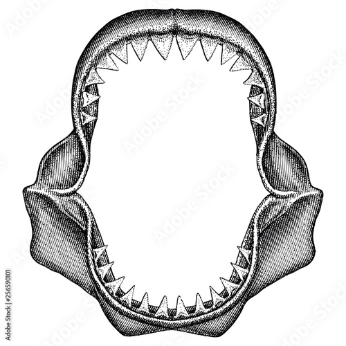 Shark Jaws in a Woodcut Style