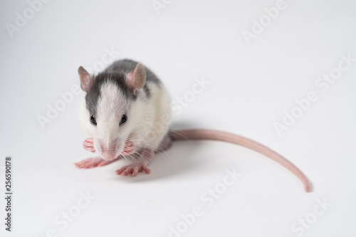 Beautiful rat isolated on white background. © filin174